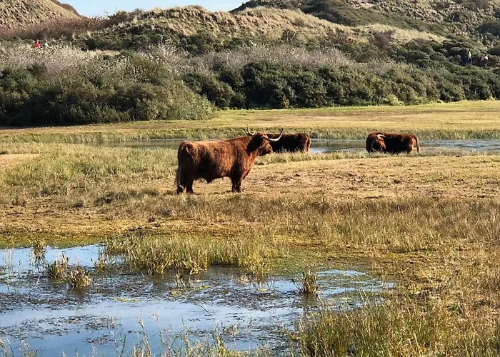 De Jacobsschelp With Parking